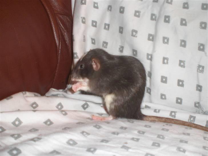 Tamrotte Vita RIP - 4/10-10 billede 10