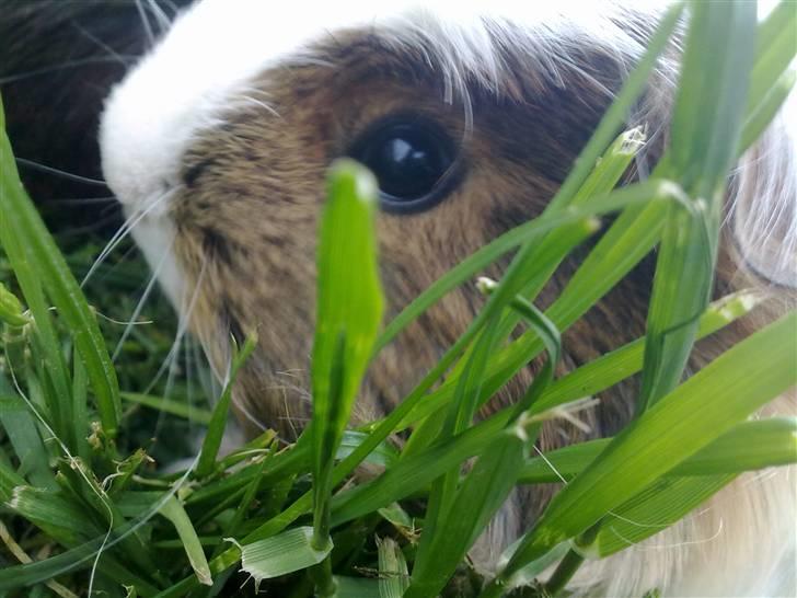 Marsvin pjuske billede 1