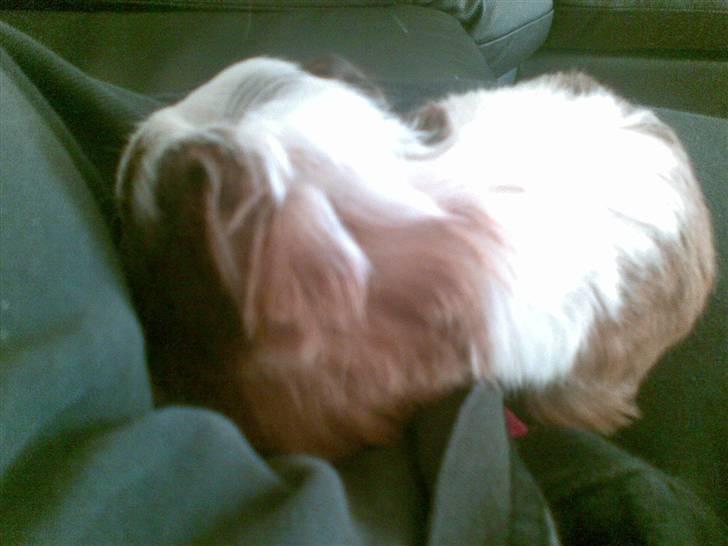 Marsvin pjuske billede 2