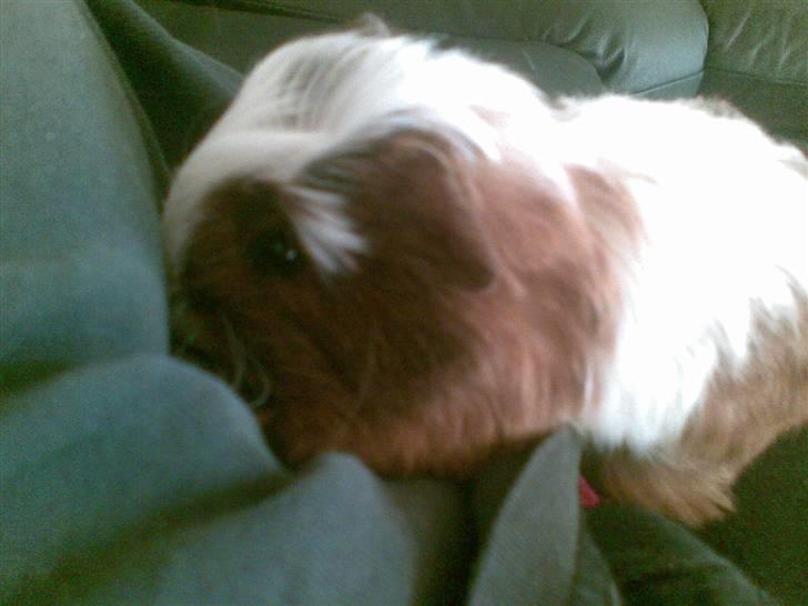 Marsvin pjuske billede 3