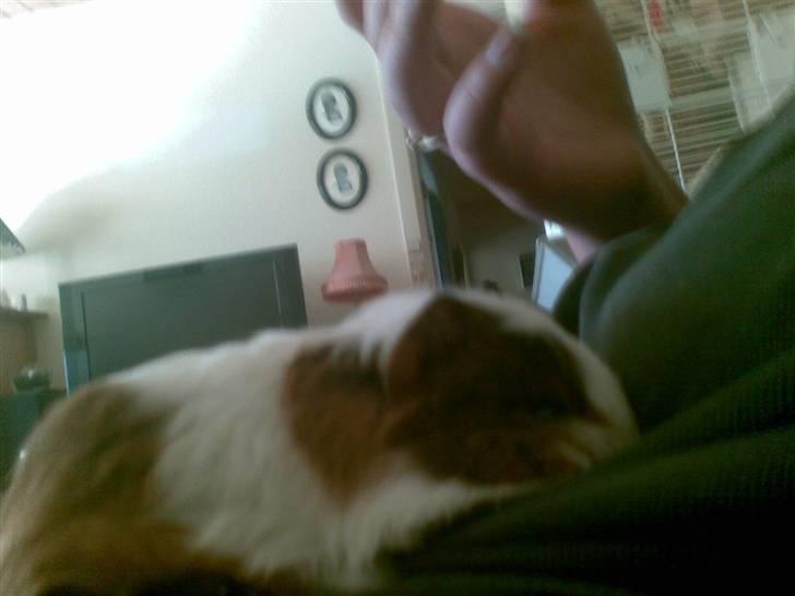 Marsvin pjuske billede 4