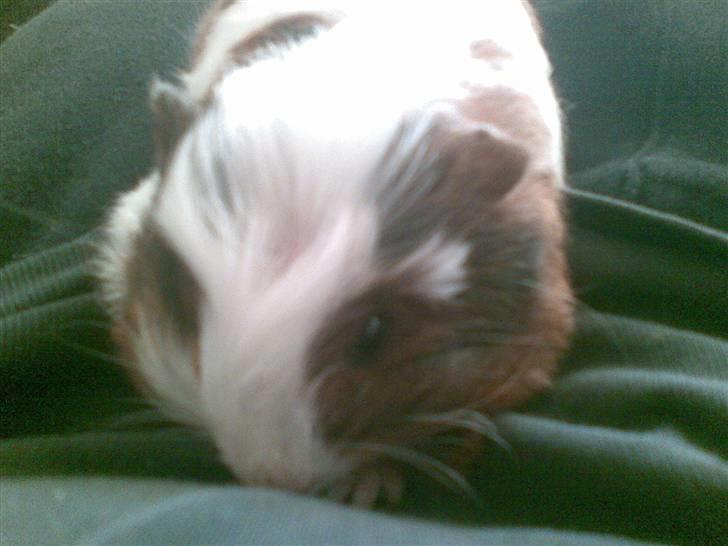 Marsvin pjuske billede 5