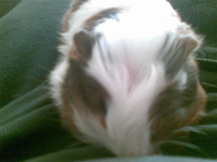 Marsvin pjuske billede 6