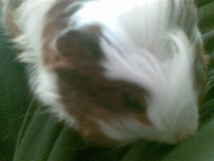 Marsvin pjuske billede 7