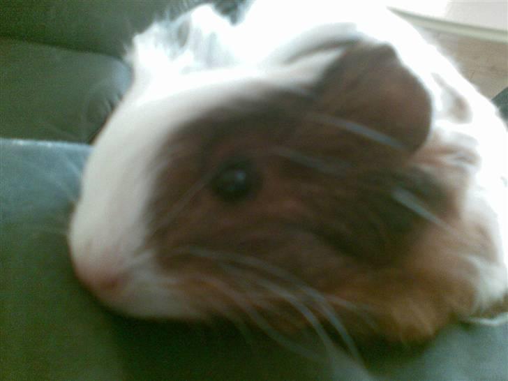 Marsvin pjuske billede 8