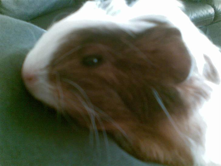 Marsvin pjuske billede 9