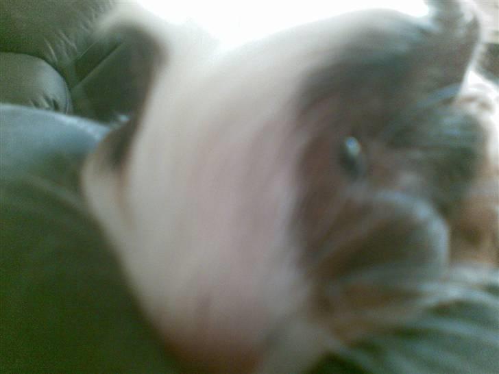 Marsvin pjuske billede 10