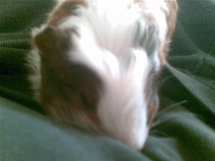 Marsvin pjuske billede 12