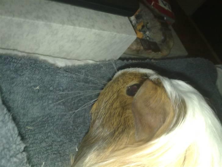 Marsvin pjuske billede 13