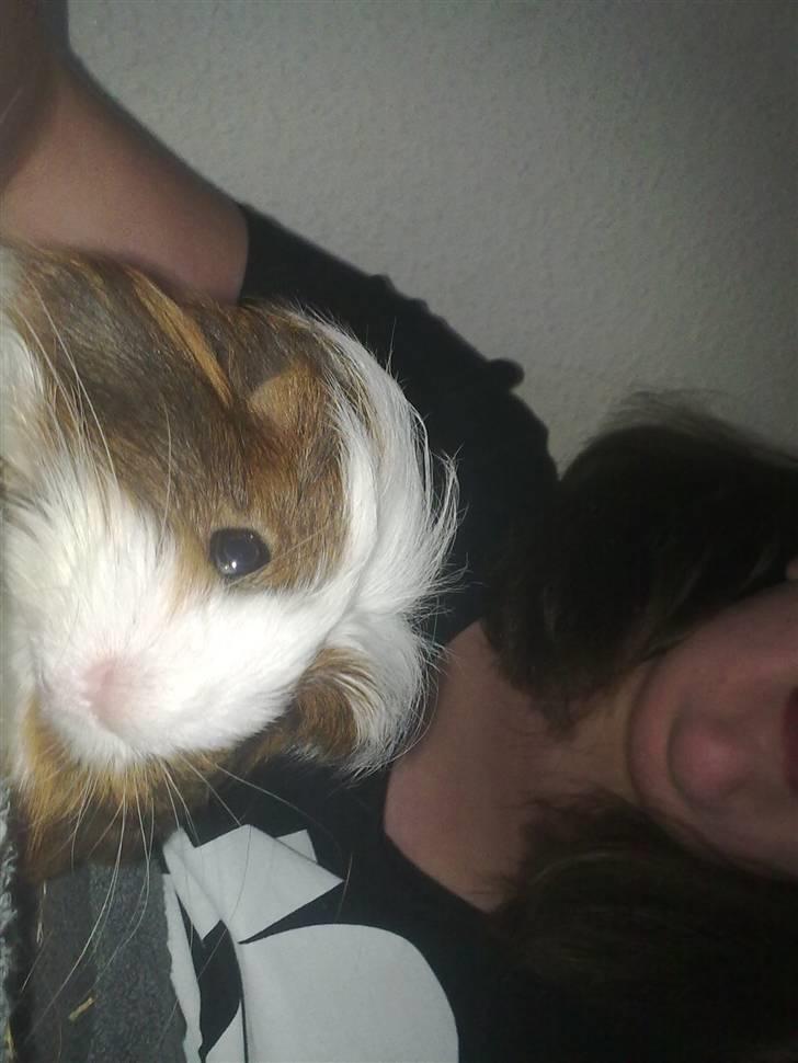 Marsvin pjuske billede 14