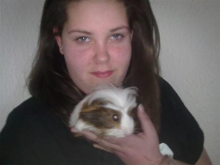 Marsvin pjuske billede 15