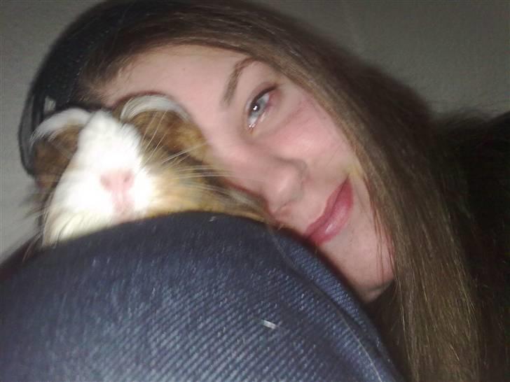 Marsvin pjuske billede 16