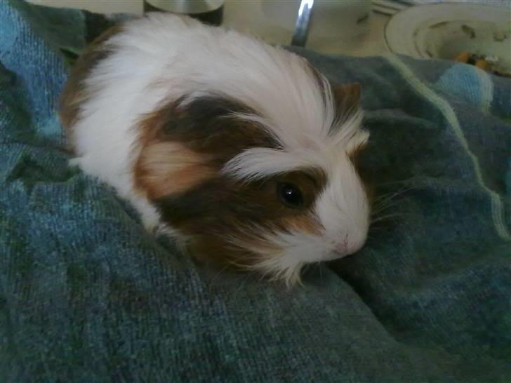 Marsvin pjuske billede 17