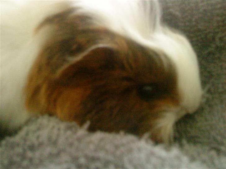 Marsvin pjuske billede 18