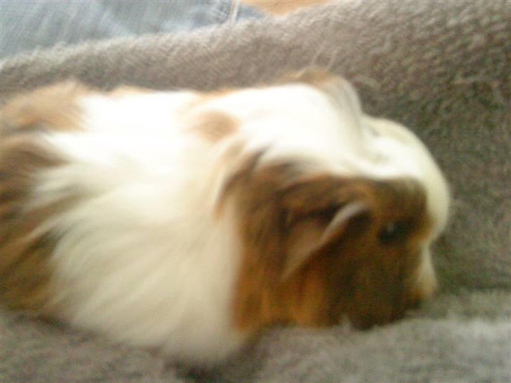 Marsvin pjuske billede 19