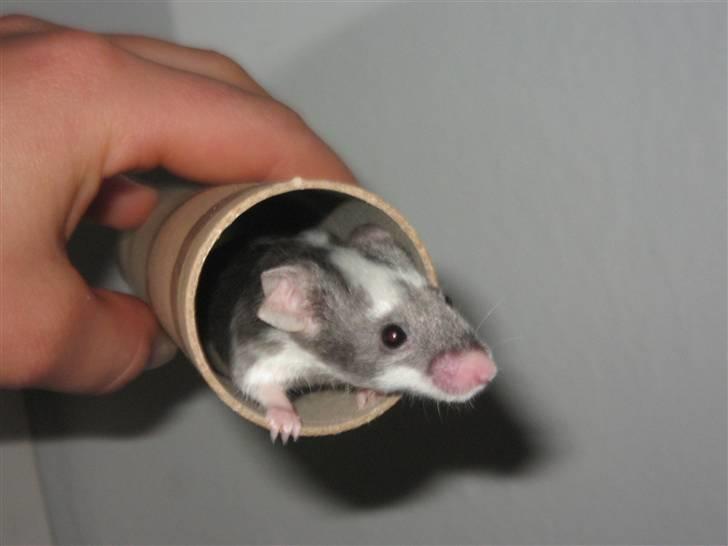 Mus Pølse(Friedrich) (RIP) - hva søren? hvor er buret nu henne!? billede 1