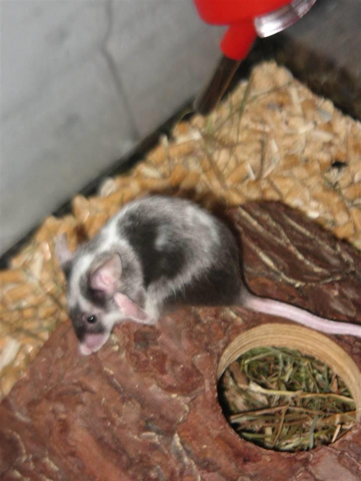 Mus Pølse(Friedrich) (RIP) billede 2