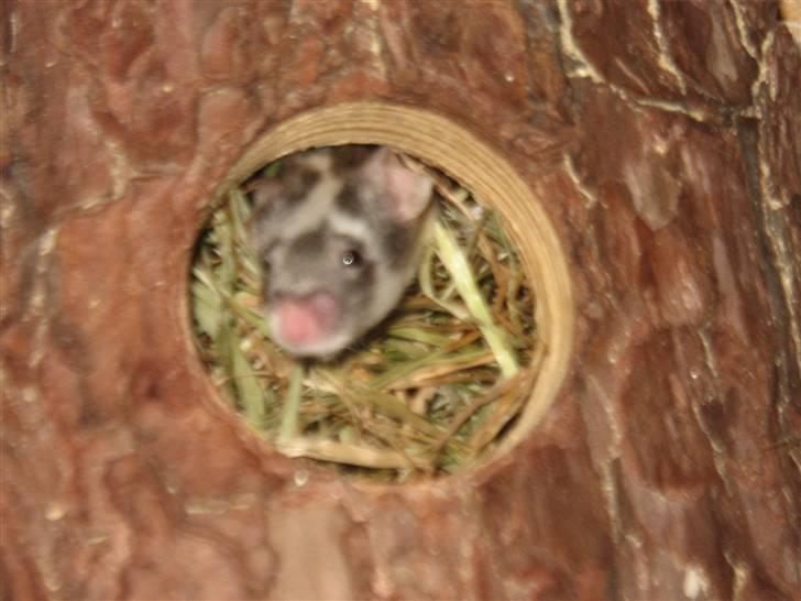 Mus Pølse(Friedrich) (RIP) - en søvndrukken muse-næse :) billede 3