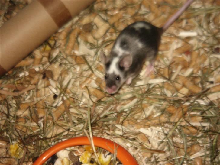 Mus Pølse(Friedrich) (RIP) billede 4