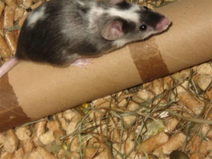 Mus Pølse(Friedrich) (RIP) billede 5