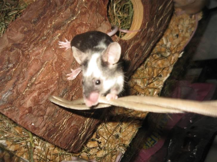 Mus Pølse(Friedrich) (RIP) - mening med kamerasnoren, er her ikke helt faldet på plads :) billede 6