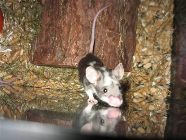 Mus Pølse(Friedrich) (RIP) billede 7