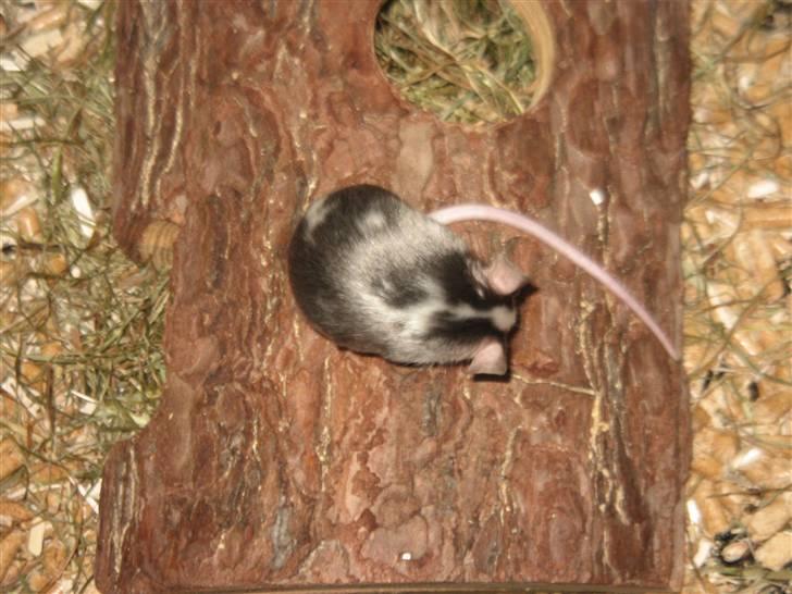 Mus Pølse(Friedrich) (RIP) billede 8