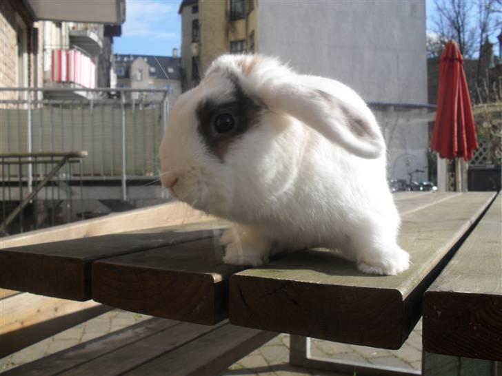 Kanin Sortsky aka Bassemand! :D billede 10