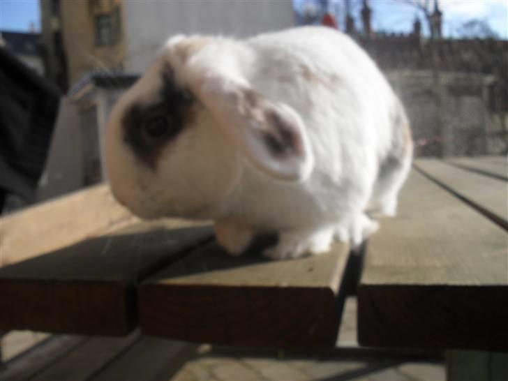 Kanin Sortsky aka Bassemand! :D billede 11