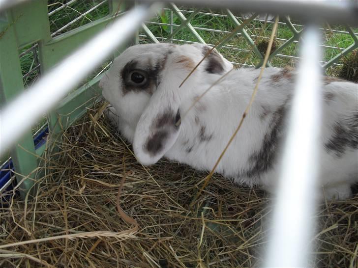 Kanin Sortsky aka Bassemand! :D - i sommerhus billede 12