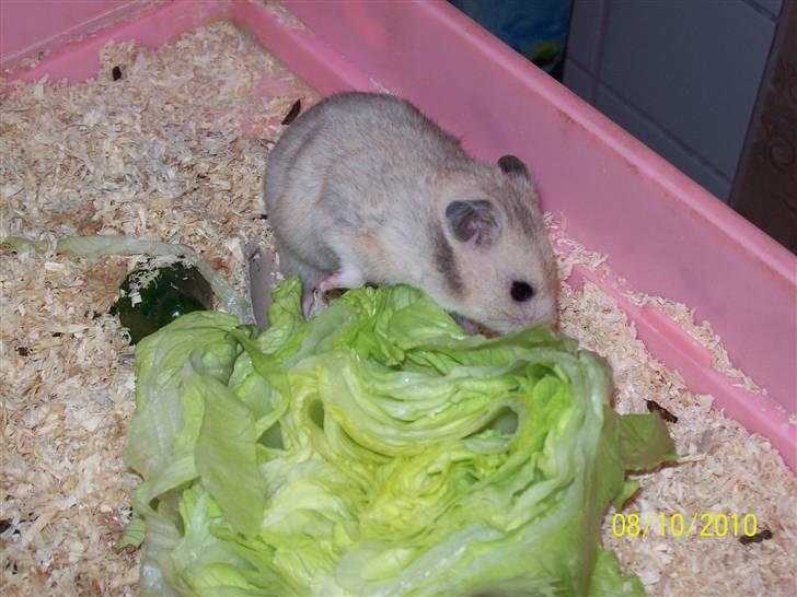 Hamster Daisy billede 1