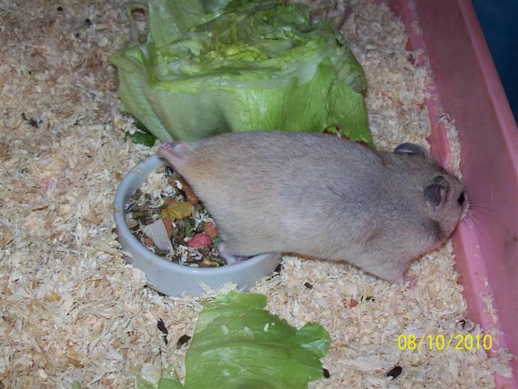 Hamster Daisy billede 2