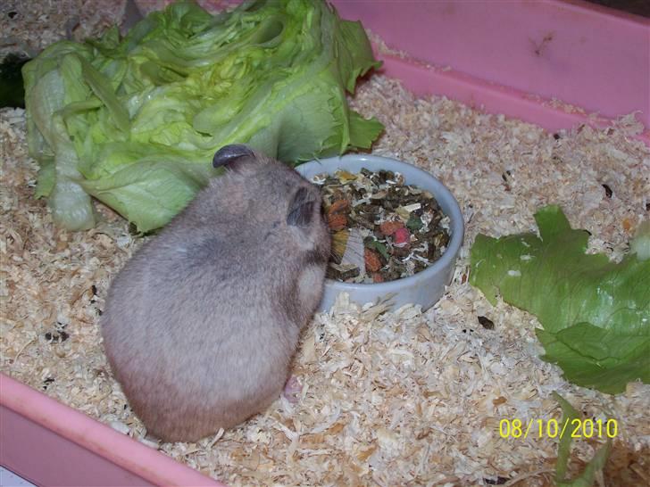 Hamster Daisy billede 3