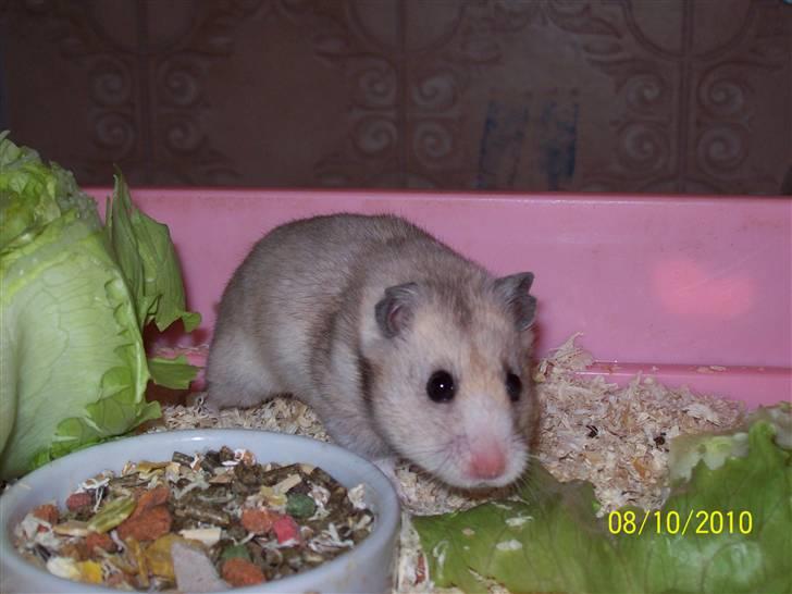 Hamster Daisy billede 4