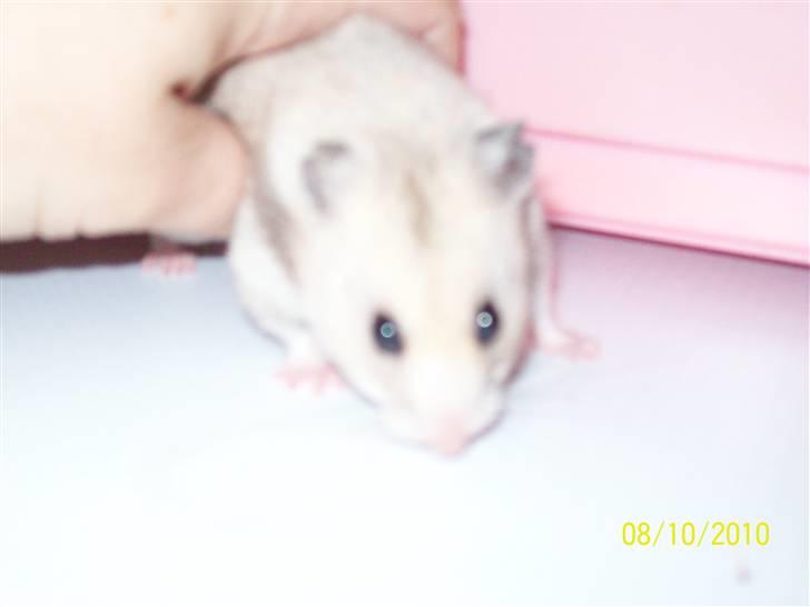 Hamster Daisy billede 5