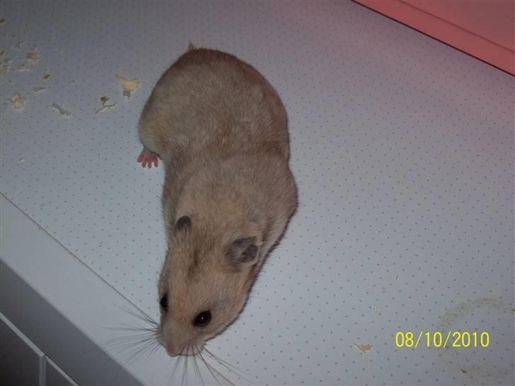 Hamster Daisy billede 6