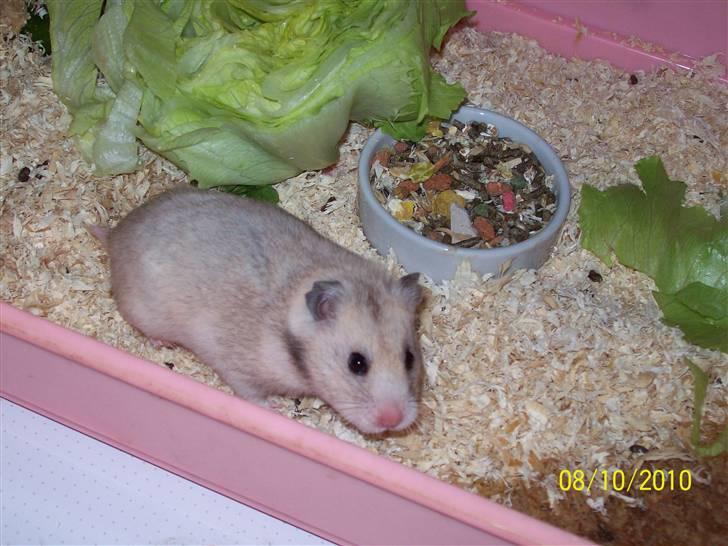 Hamster Daisy billede 7