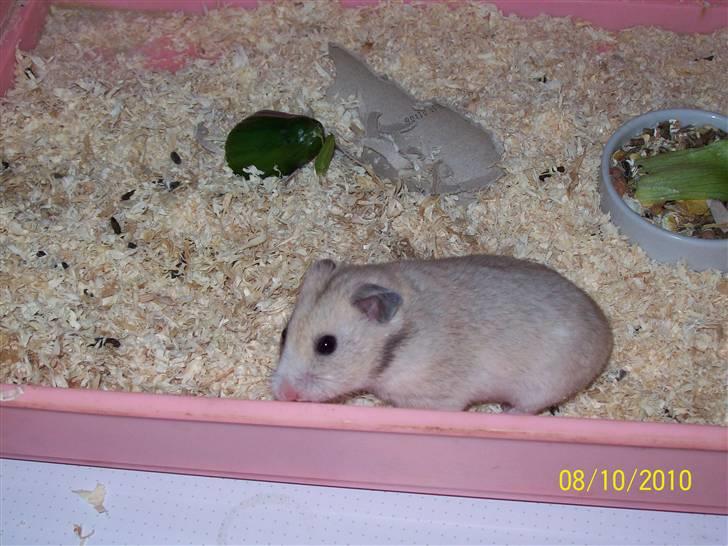 Hamster Daisy billede 8