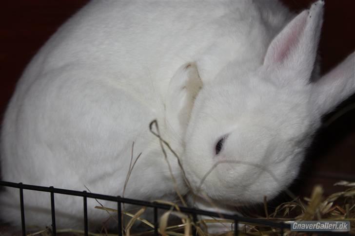Kanin | Nuser  billede 13