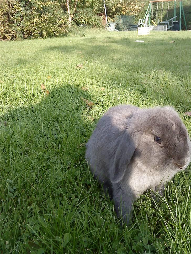 Kanin Senius Seni Seniritó billede 9