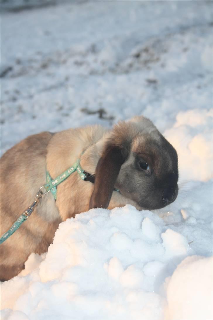 Kanin Fløde  - Sne d. 30 november 2010. billede 7