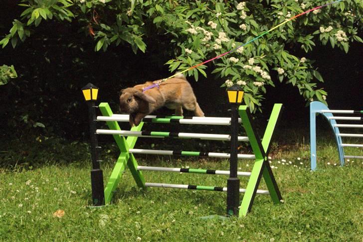 Kanin - Dværgvædder XaToos Lyra af Hønsehuset billede 19