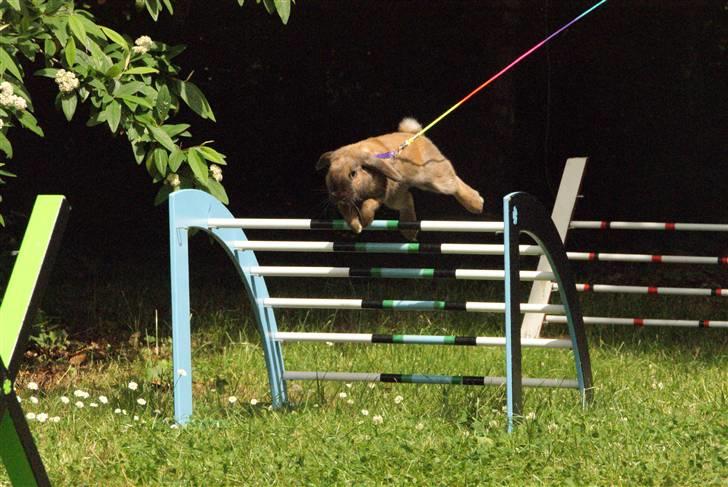 Kanin - Dværgvædder XaToos Lyra af Hønsehuset billede 20