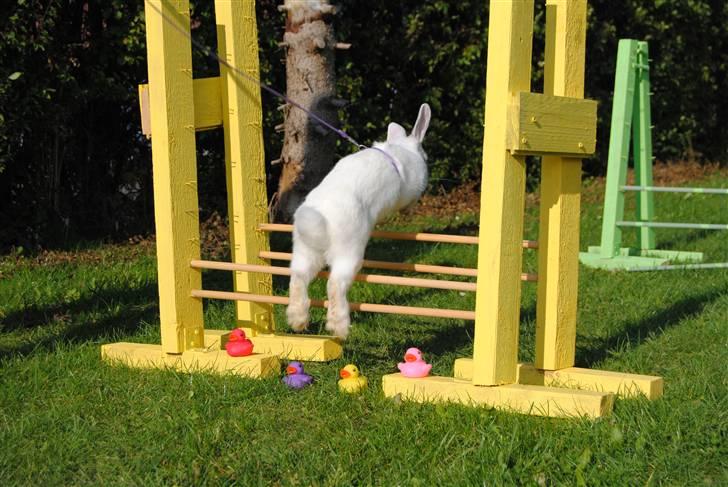 Kanin McGee - Springer 27 cm, lidt højere end Let. Han snuser ikke engang til ænderne, springer bare i første forsøg. Han er blevet så god, det er helt vildt :) <3 billede 8