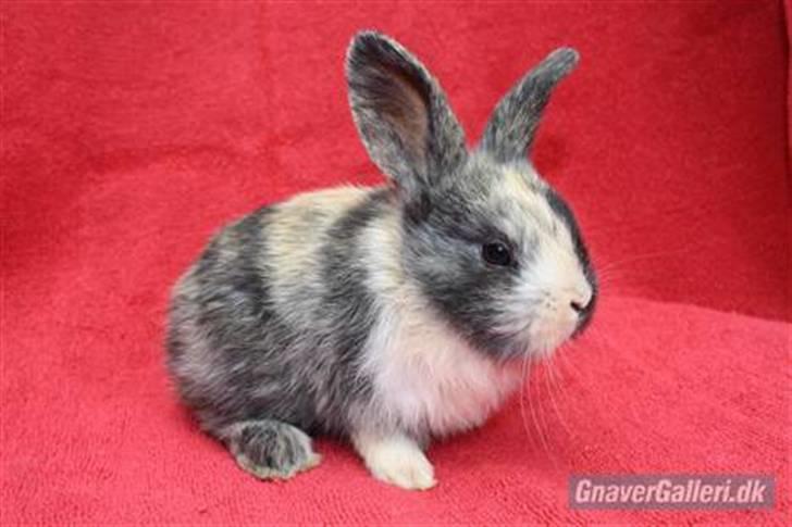 Kanin Solbakke's Jay<3 - jay som lille!<3 billede 2