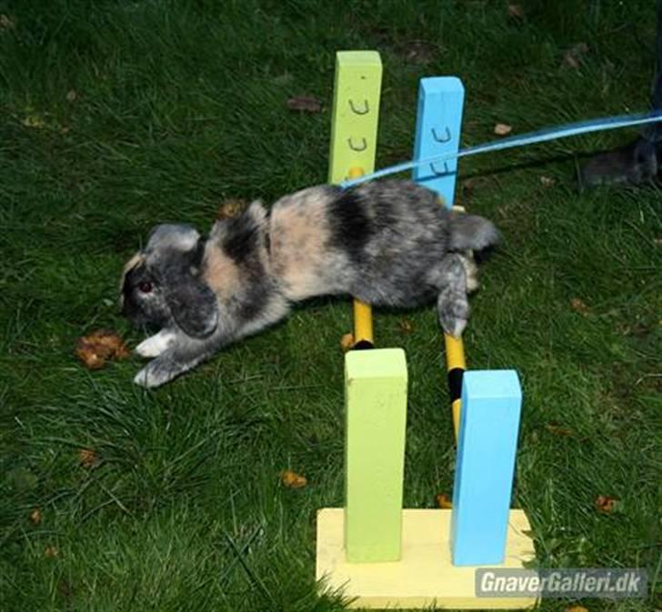 Kanin Solbakke's Jay<3 billede 3