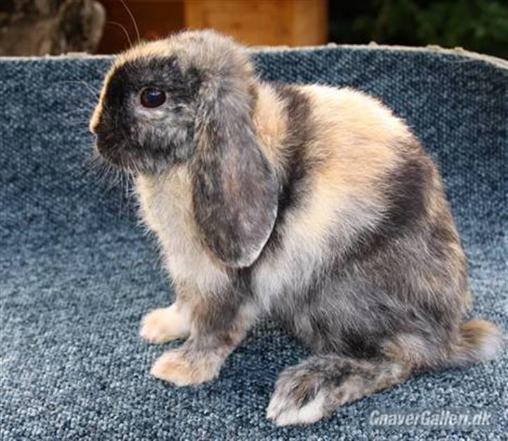 Kanin Solbakke's Jay<3 billede 4