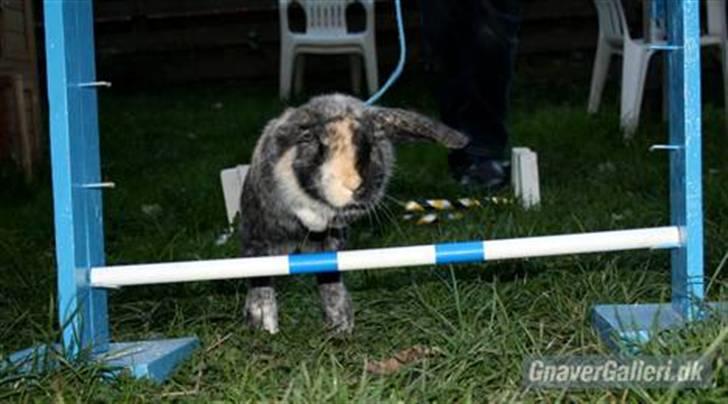 Kanin Solbakke's Jay<3 billede 6