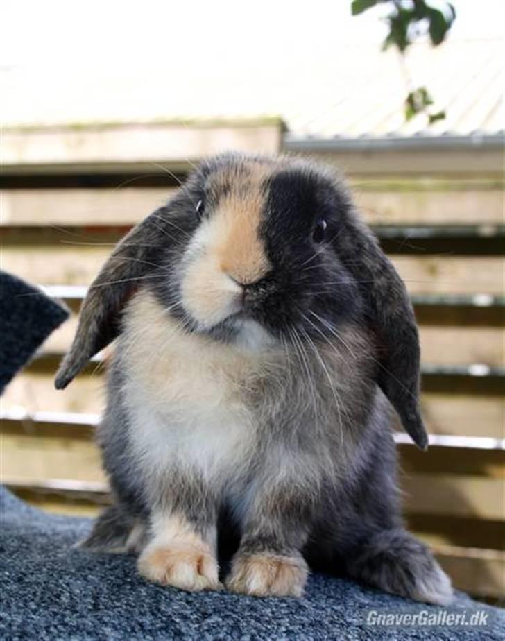 Kanin Solbakke's Jay<3 billede 7