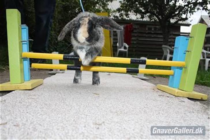 Kanin Solbakke's Jay<3 billede 8